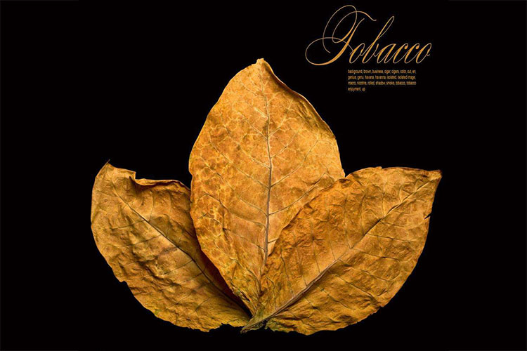 煙草煙葉除濕烘干技術(shù)參數