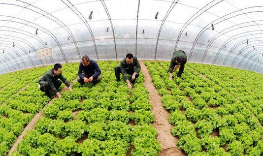 溫室大棚超聲波加濕器對農作物生長(cháng)的好處