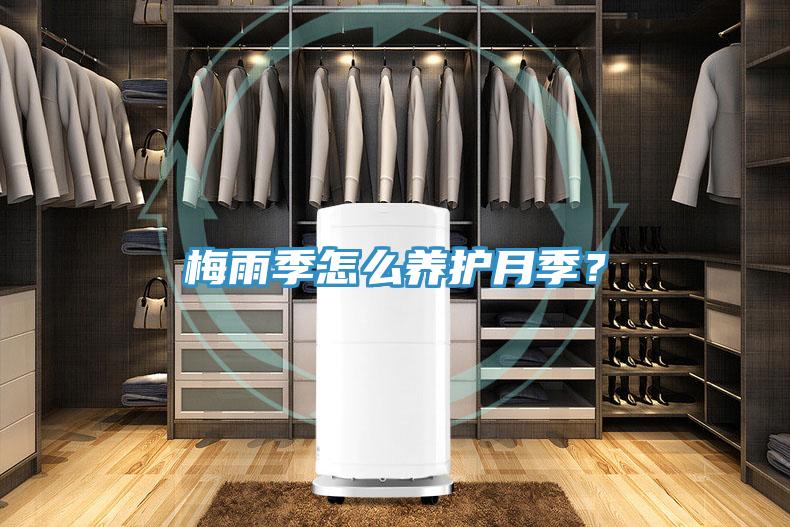 梅雨季怎么養護月季？