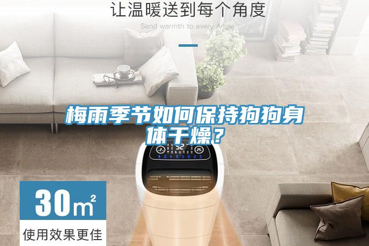 梅雨季節如何保持狗狗身體干燥？