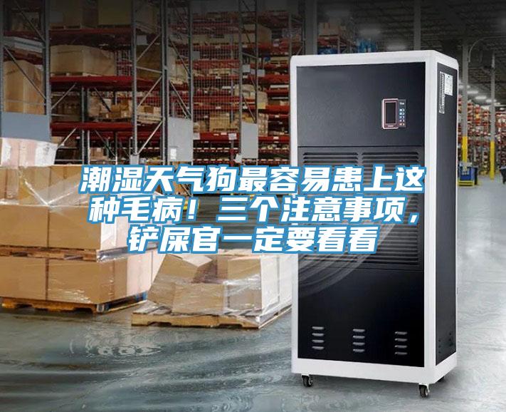 潮濕天氣狗最容易患上這種毛??！三個(gè)注意事項，鏟屎官一定要看看
