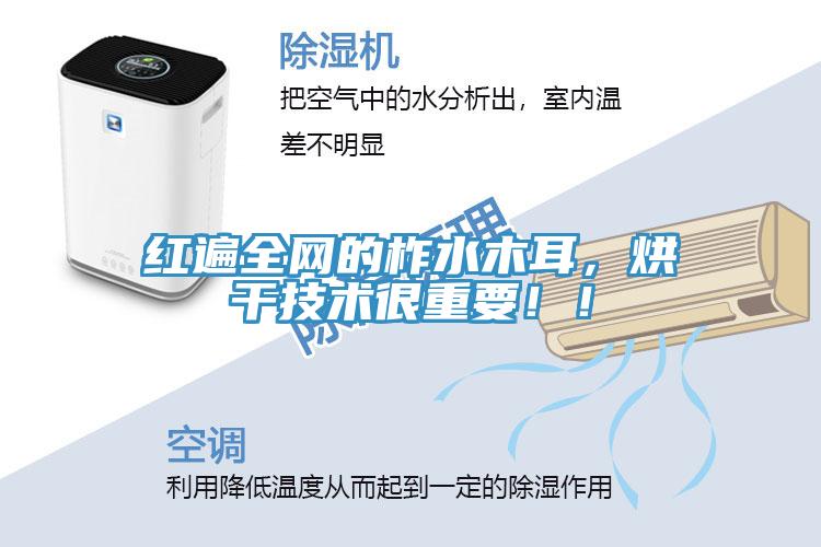 紅遍全網(wǎng)的柞水木耳，烘干技術(shù)很重要??！