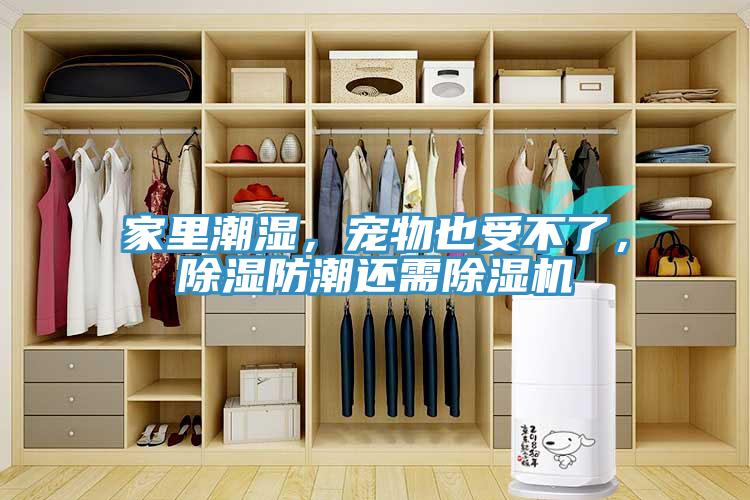 家里潮濕，寵物也受不了，除濕防潮還需除濕機