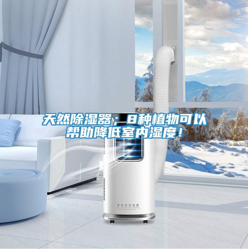 天然除濕器；8種植物可以幫助降低室內濕度！