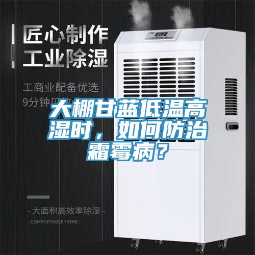 大棚甘藍低溫高濕時(shí)，如何防治霜霉??？