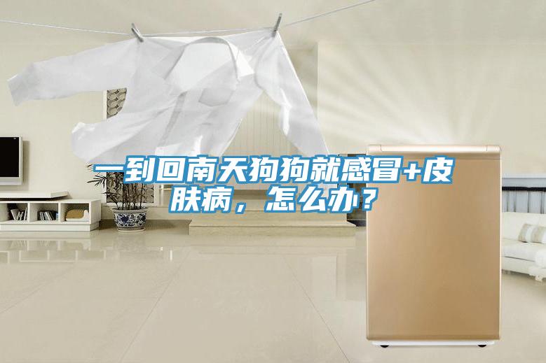 一到回南天狗狗就感冒+皮膚病，怎么辦？