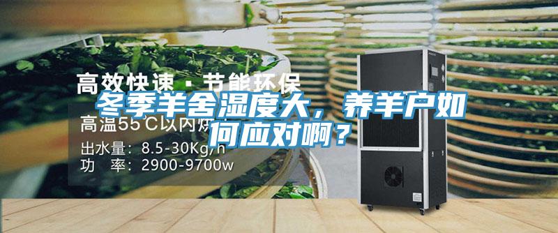 冬季羊舍濕度大，養羊戶(hù)如何應對??？