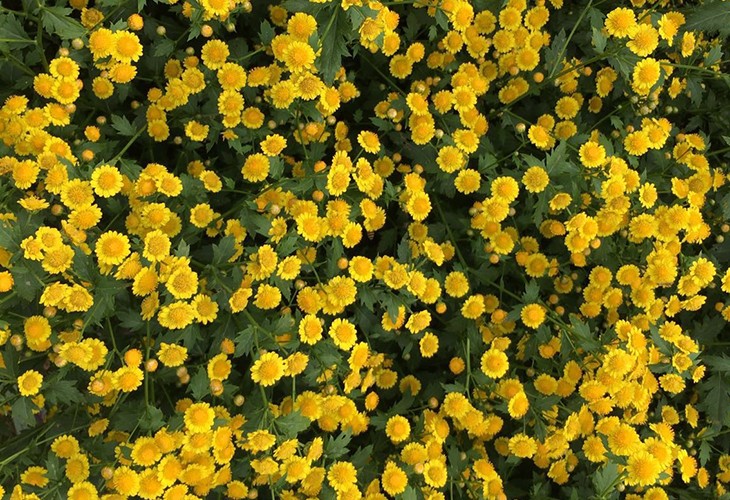 農場(chǎng)胎菊小菊花野菊花烘干除濕機